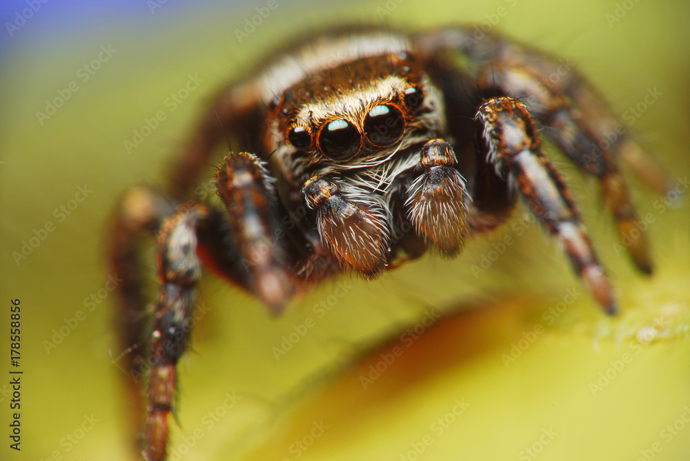 Jumping spider close up. Macro photography. Portrait of spider Jumping spider close up. Macro photography. Portrait of spider