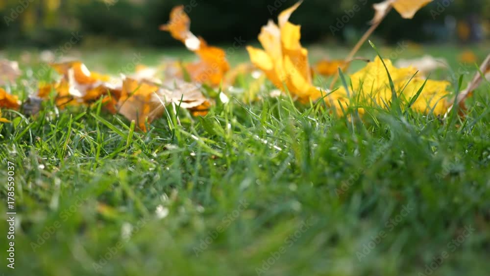 Autumn yellow leaf on green grass. A fallen leaf on the grass. Autumn yellow leaf on green grass. A fallen leaf on the grass.