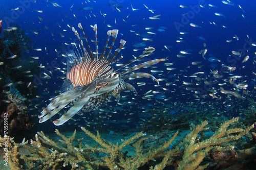 Lionfish fish on coral reef underwater
