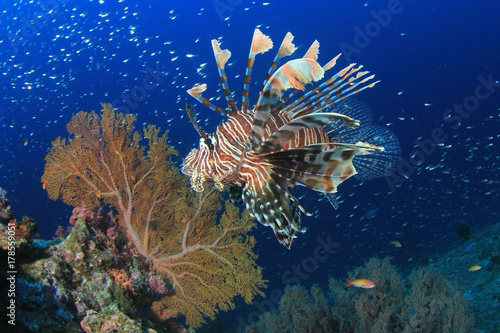 Lionfish fish on coral reef underwater