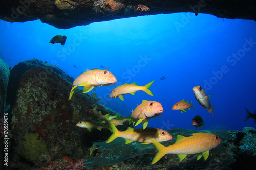 Underwater coral reef and tropical fish in ocean © Richard Carey