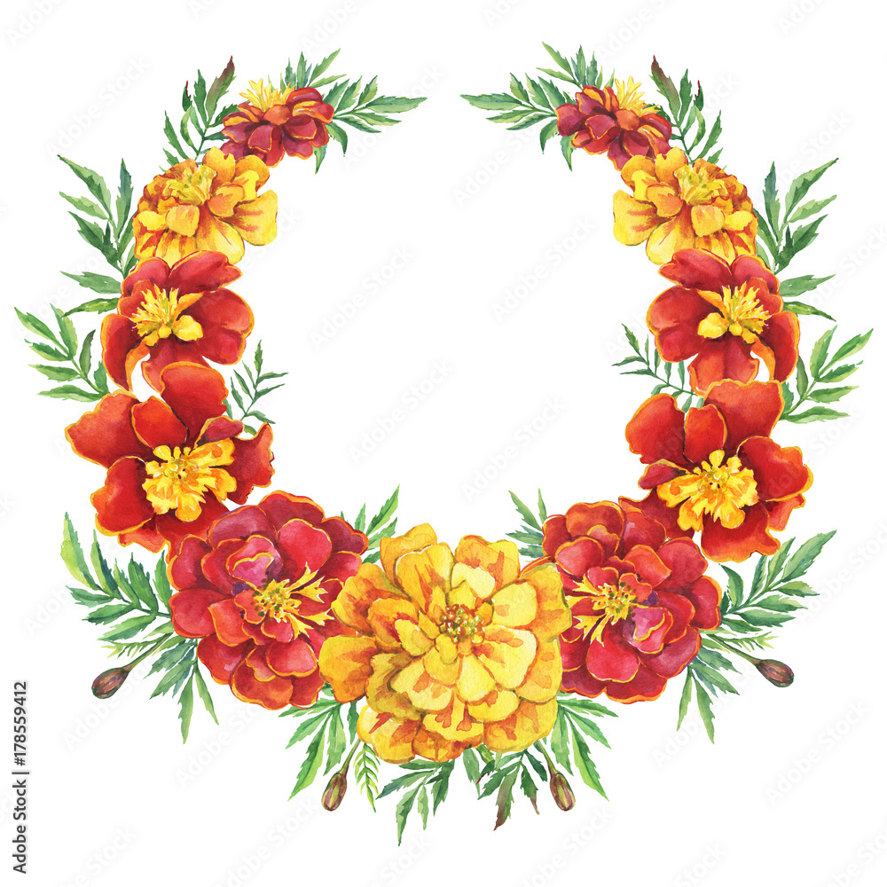 Wreath, round frame with a flowers Tagetes patula, the French marigold (Tagetes erecta, Mexican marigold). Red, yellow marigold. Watercolor painting illustration isolated on white background.