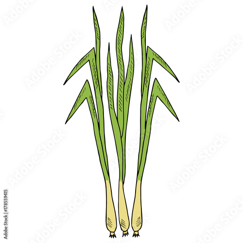 Lemongrass in color