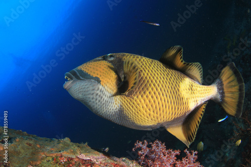Titan Triggerfish fish