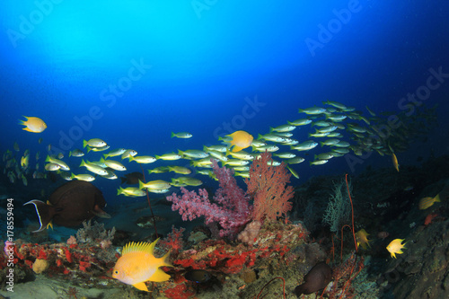 Fototapeta Naklejka Na Ścianę i Meble -  Underwater fish on coral reef in ocean