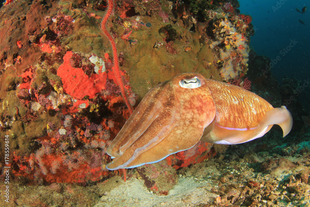Pharaoh Cuttlefish Pharaoh Cuttlefish