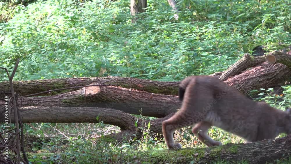 Luchs im Wald, Lynx, Tierverhalten, Bewegung, Raubkatze, 4K Luchs im Wald, Lynx, Tierverhalten, Bewegung, Raubkatze, 4K