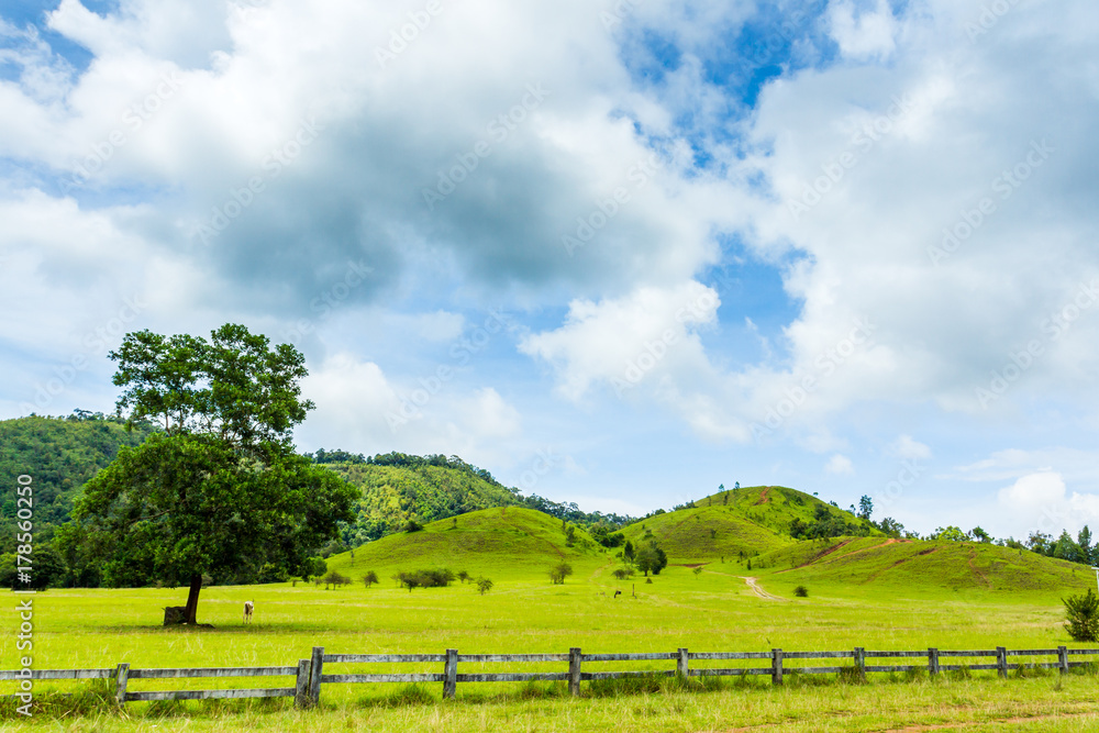 Fototapeta premium field of spring grass ,cow and mountain.
