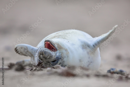 Photography baby seal laughing out loud