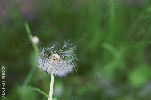 Pusteblume mit Samen