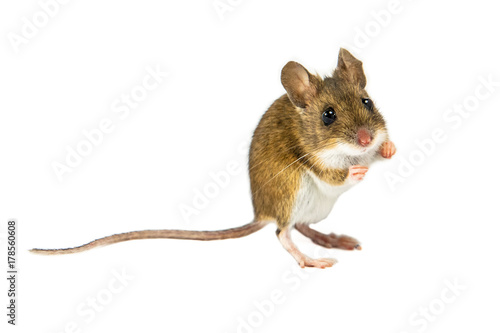 Mouse on white background about to jump © creativenature.nl