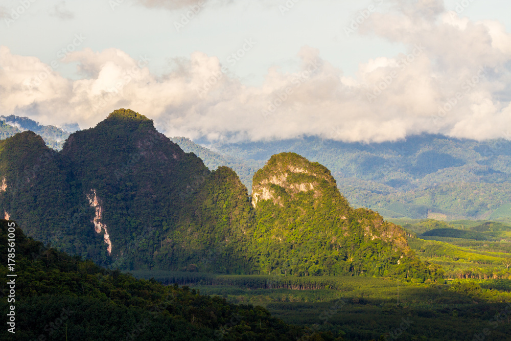 Fototapeta premium tropical rainforest in thailand.