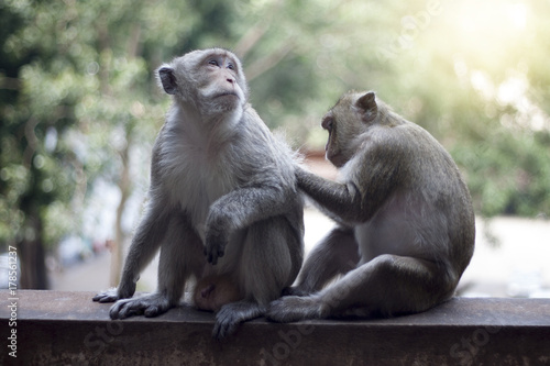 Monkeys help eliminate the animal on the skin. © thongchainak