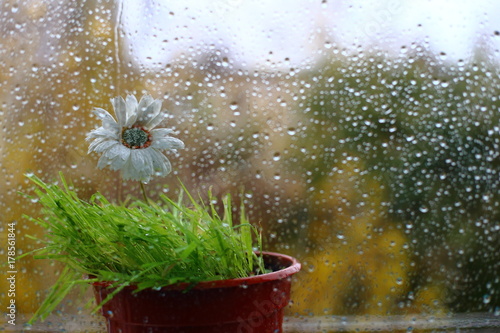 Fototapeta Naklejka Na Ścianę i Meble -  rain on the street . a lone flower stands outside the window. on the glass a lot of water drops.a strong wind shakes the trees. autumn .
