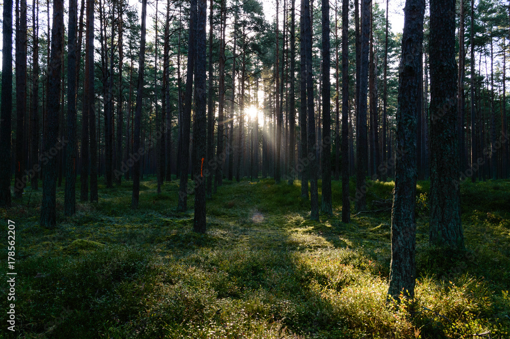 Fototapeta premium dark and moody forest trees at late evening