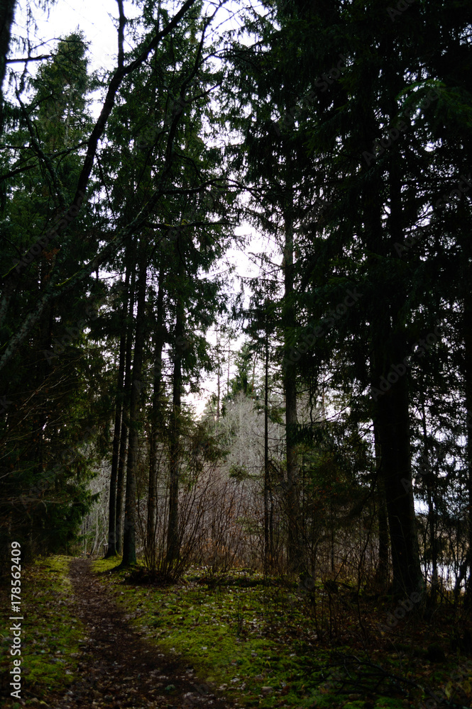Obraz premium dark and moody forest trees at late evening