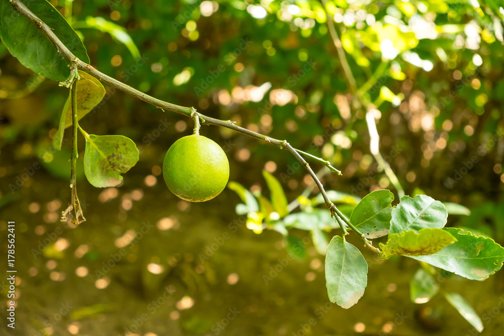Lemon on tree Lemon on tree