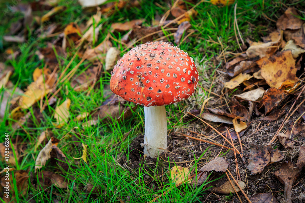 A Toadstool