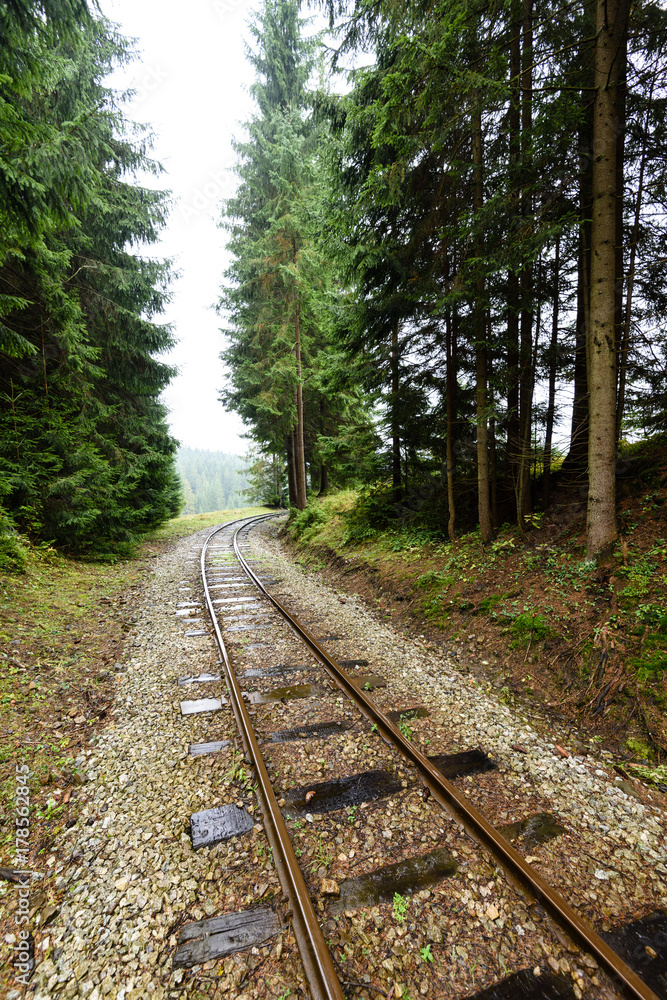 Obraz premium wavy railroad tracks in wet summer day in forest