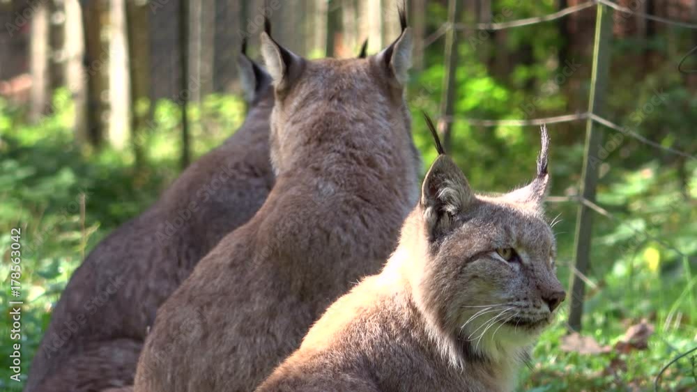 Luchsfamilie wartet auf die Fütterung, Lynx, Luchse, Hunger, hungrig, Rudel, Familie, warten, 4K Luchsfamilie wartet auf die Fütterung, Lynx, Luchse, Hunger, hungrig, Rudel, Familie, warten, 4K