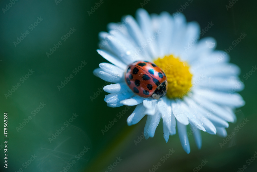 Flowers. Macro photography Flowers. Macro photography