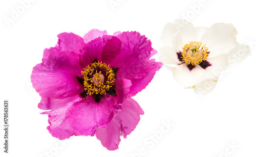 flower peony isolated