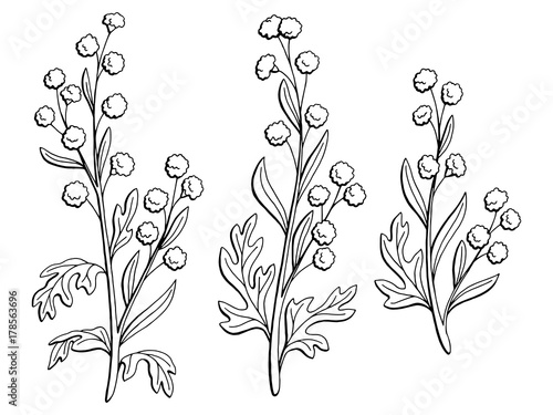 Artemisia plant graphic black white isolated sketch illustration vector 