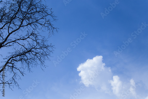 Dry tree with blue sky.