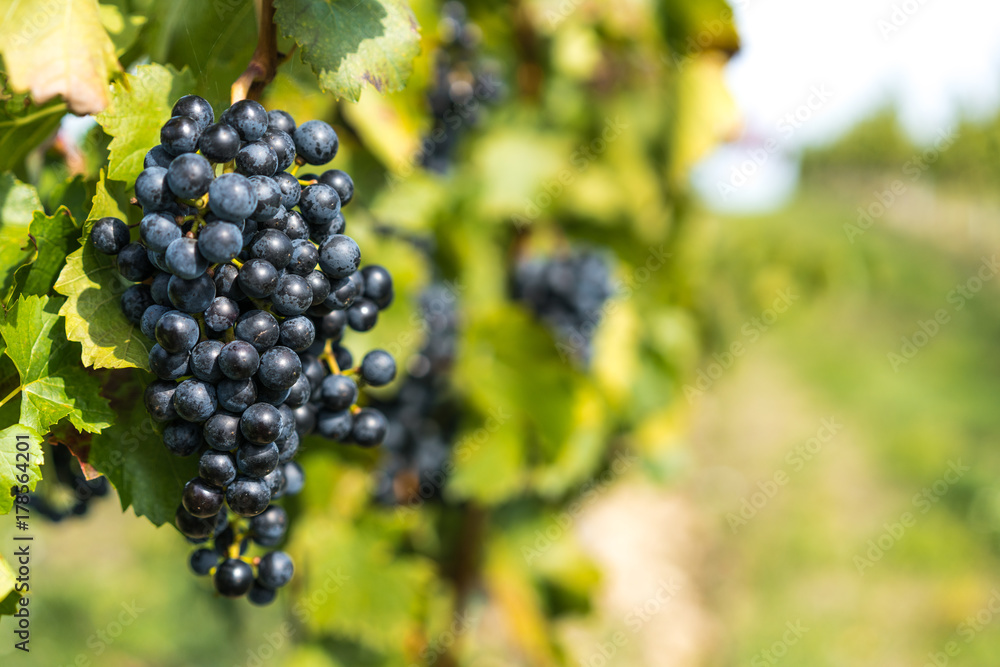 Grapes of red vine on vineyeard