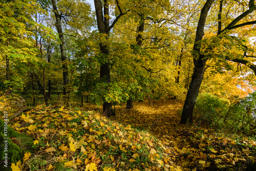 sunny morning in the woods. forest with tree trunks sunny morning in the woods. forest with tree trunks