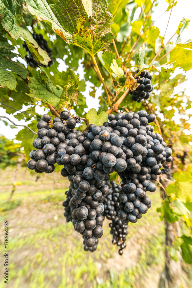 Grapes of red vine on vineyeard