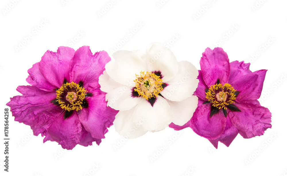 flower peony isolated flower peony isolated