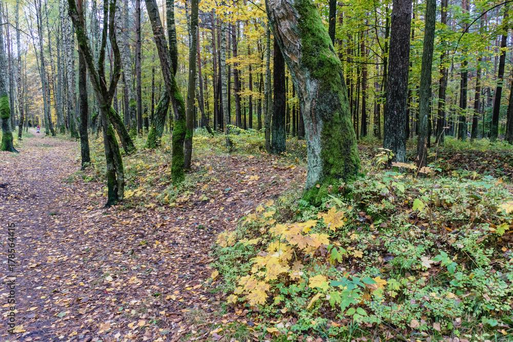 Misty morning in the woods. forest with tree trunks Misty morning in the woods. forest with tree trunks