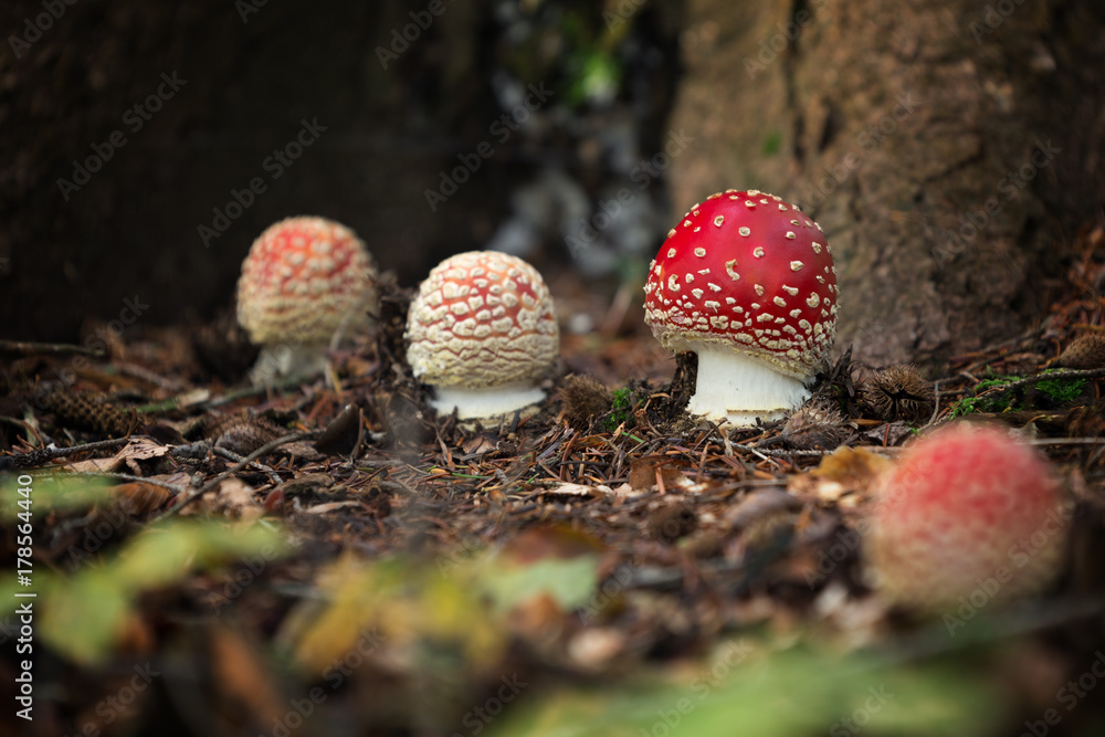 Amanita muscaria inedible fungus