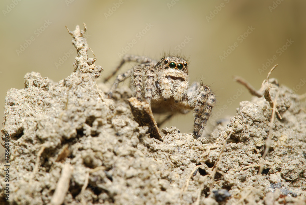 Macro photography of jumping spider in nature 
