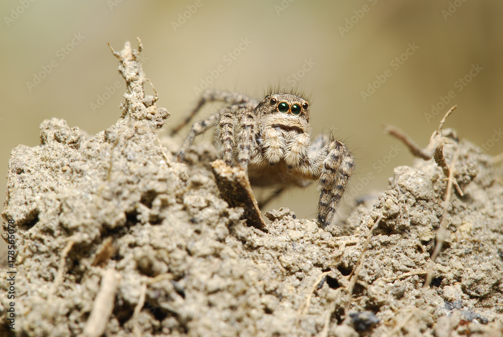 Macro photography of jumping spider in nature Macro photography of jumping spider in nature