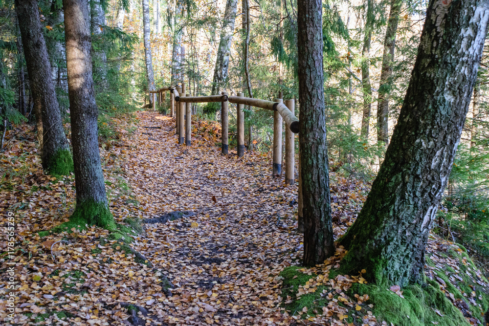 sunny morning in the woods. forest with tree trunks sunny morning in the woods. forest with tree trunks