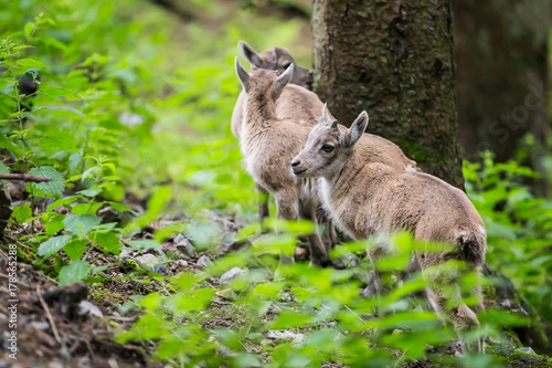 Capricorn Fawn