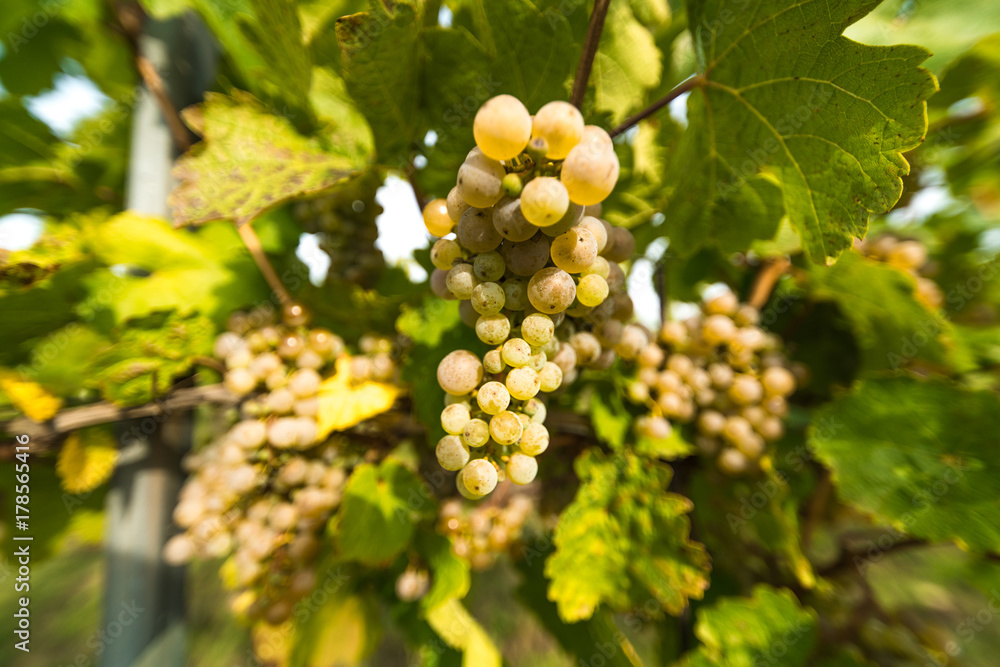 Grapes of whitte vine on vineyeard