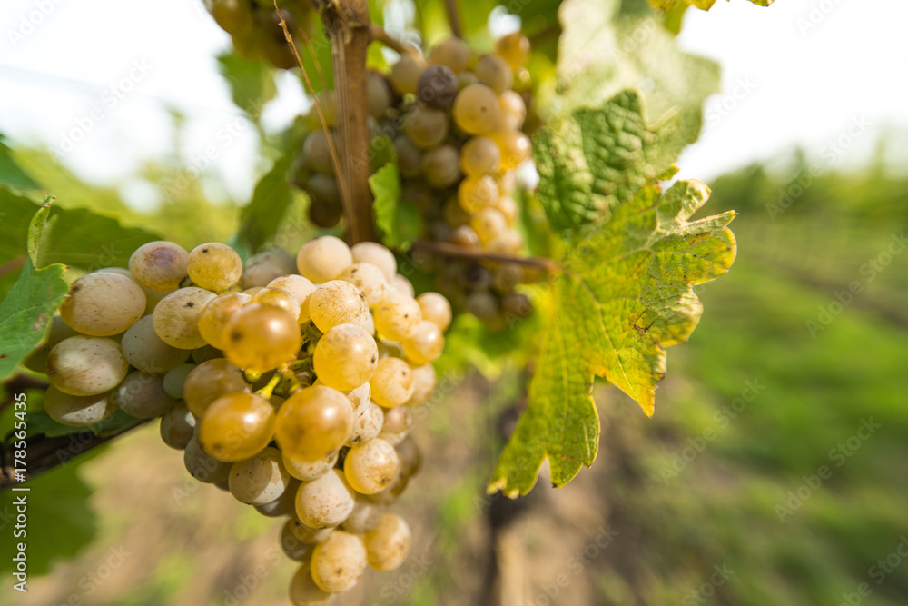 Grapes of whitte vine on vineyeard