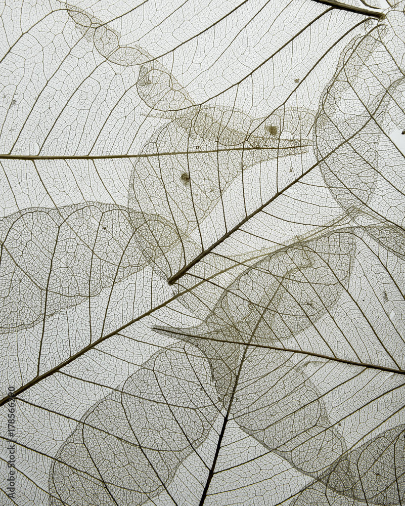 a leaf texture close up isolated on white - obrazy, fototapety, plakaty 