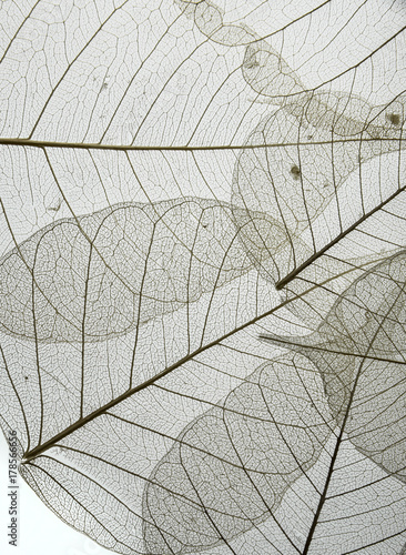 a leaf texture close up isolated on white © Vera Kuttelvaserova