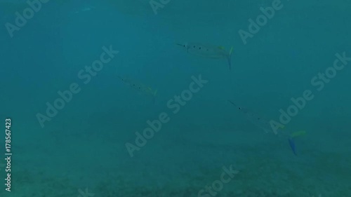 Three Spotted Halfbeak (Hemiramphus far) swim under surface water in the blue water in Red sea, Marsa Alam, Abu Dabab, Egypt
 photo