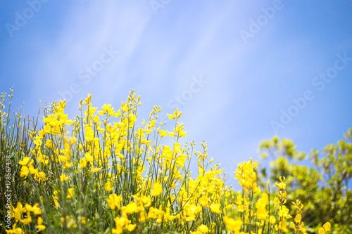 Yellow flowers over blue sky - Freedom