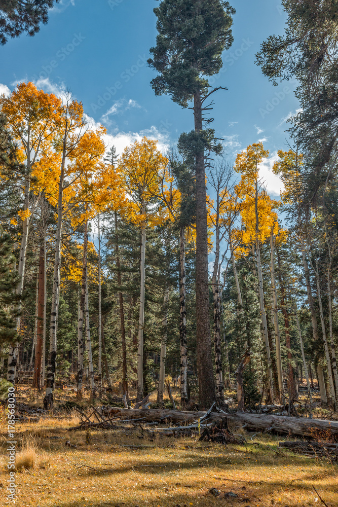 Beautiful Autumn Landscape 