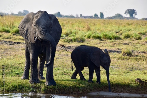 Elefatenfamilie