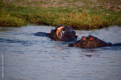 Flusspferde - Nilpferde 