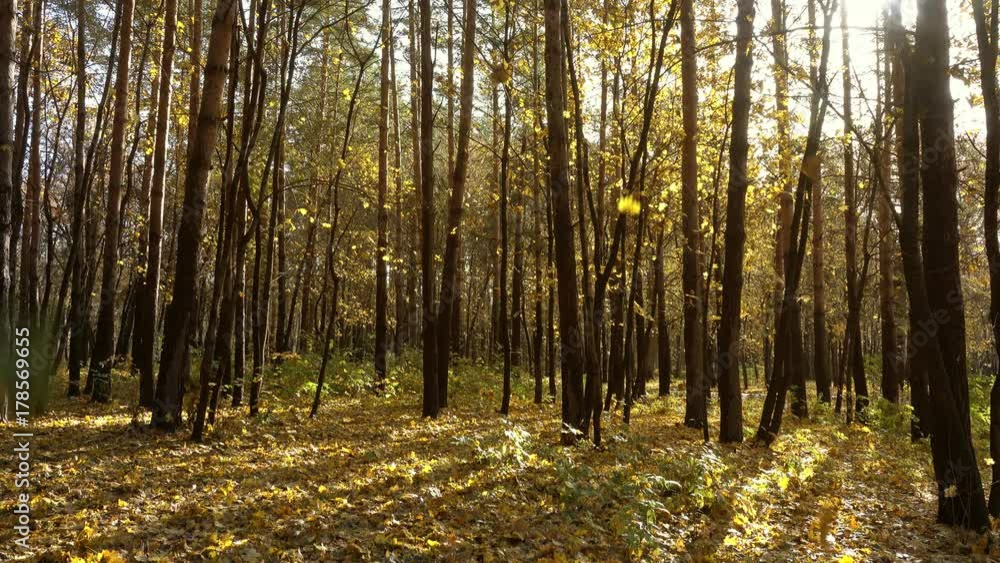 Landscape with falling yellow leaves in autumn forest, 4k
Landscape with falling yellow leaves in autumn forest, 4k