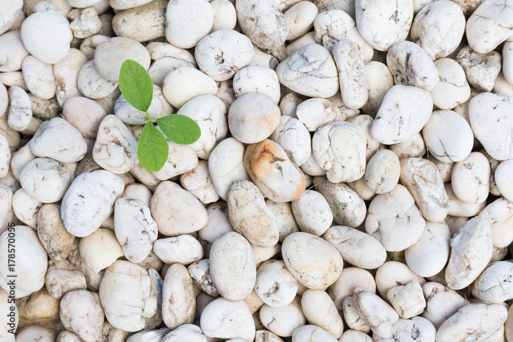 young green tree growing on stone floor young green tree growing on stone floor