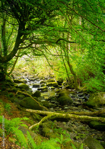 Waterfalls in green Ireland © Gabi Gaasenbeek